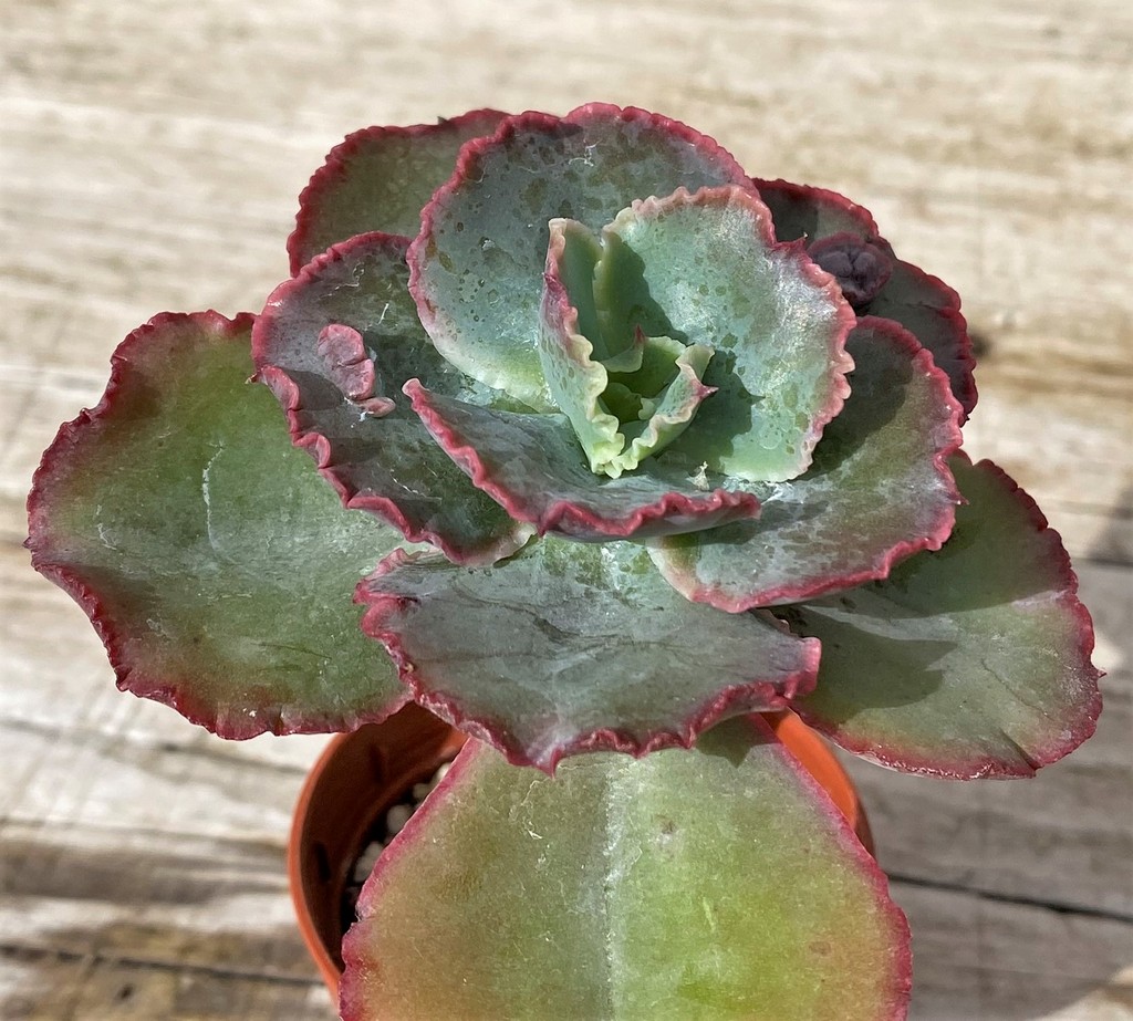 SH28623 Echeveria hybrid - Image 2