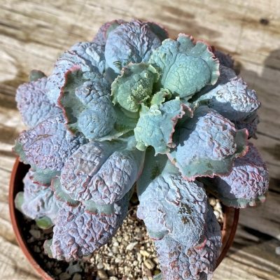 SH28627 Echeveria ‘Linguas’