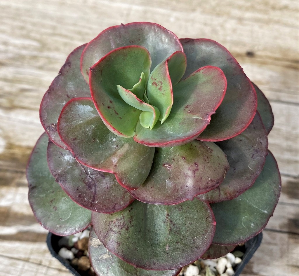SH28632 Echeveria 'Suyon'