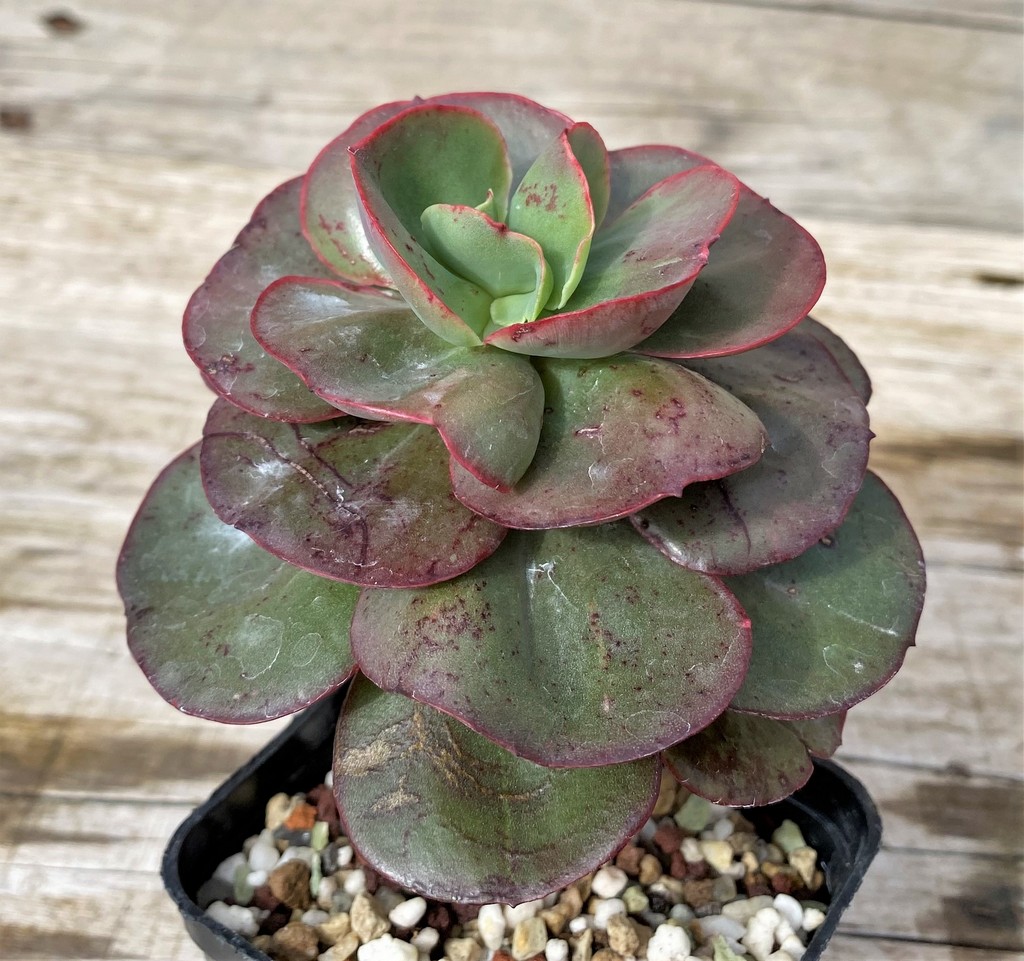 SH28632 Echeveria 'Suyon' - Image 2