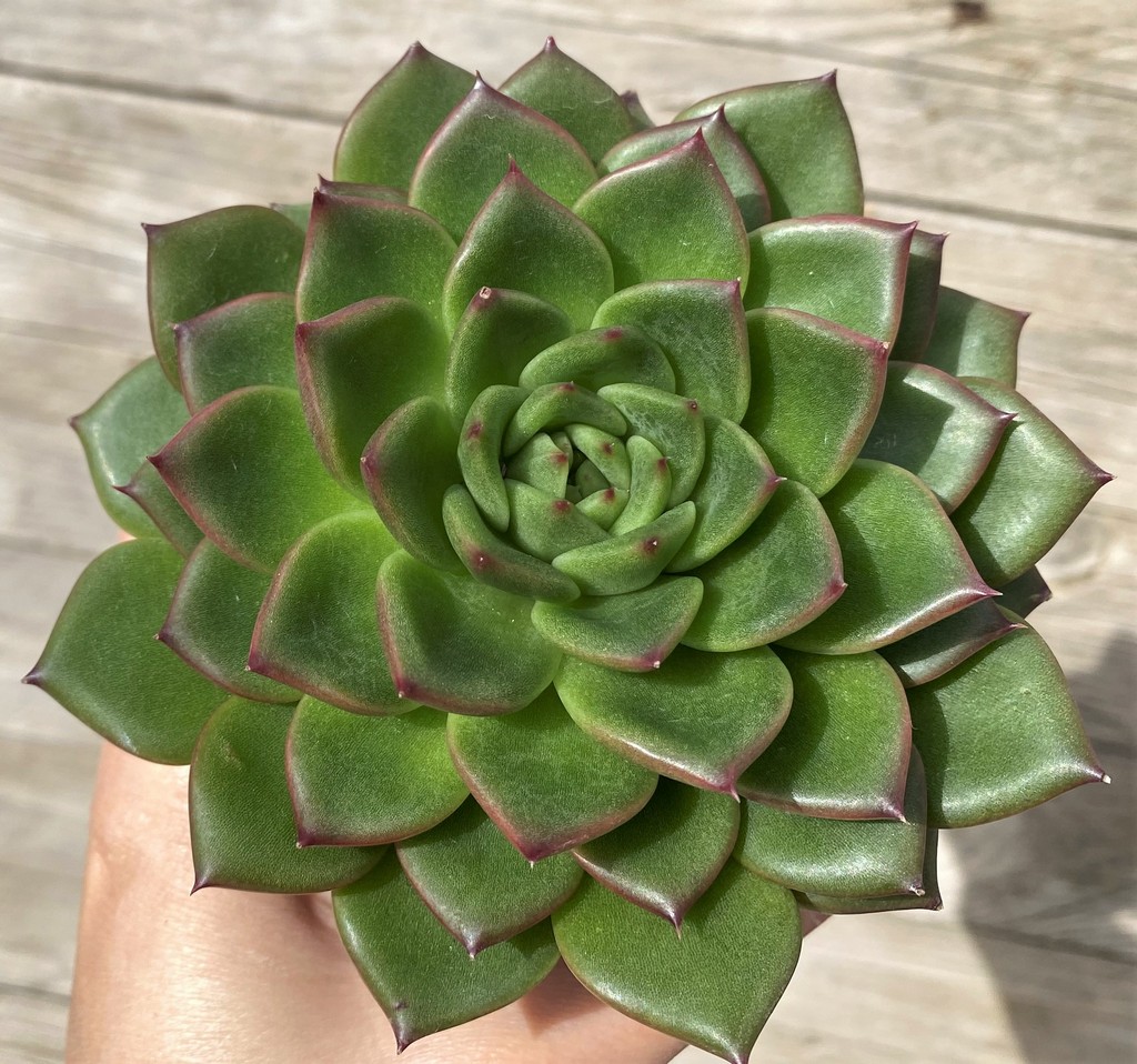 SH28633 Echeveria ‘Gilva’ - Image 2