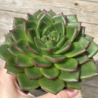 SH28633 Echeveria ‘Gilva’