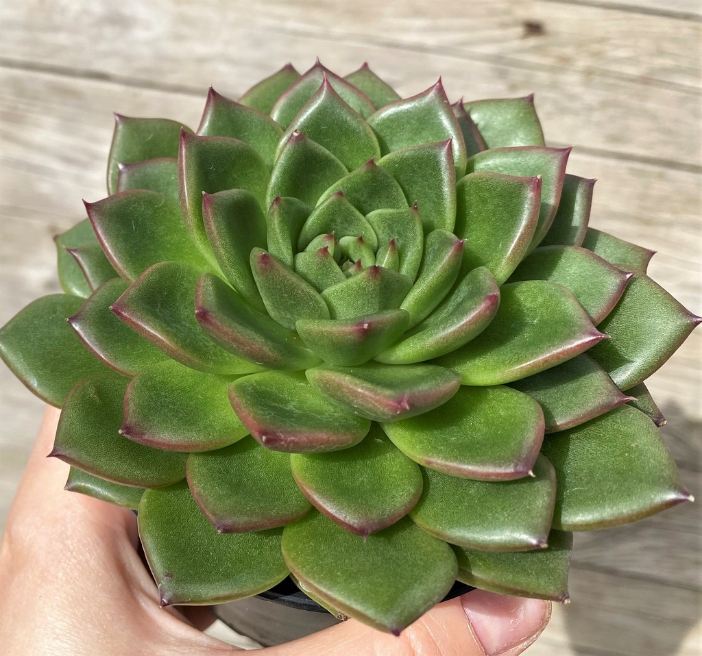 SH28633 Echeveria ‘Gilva’