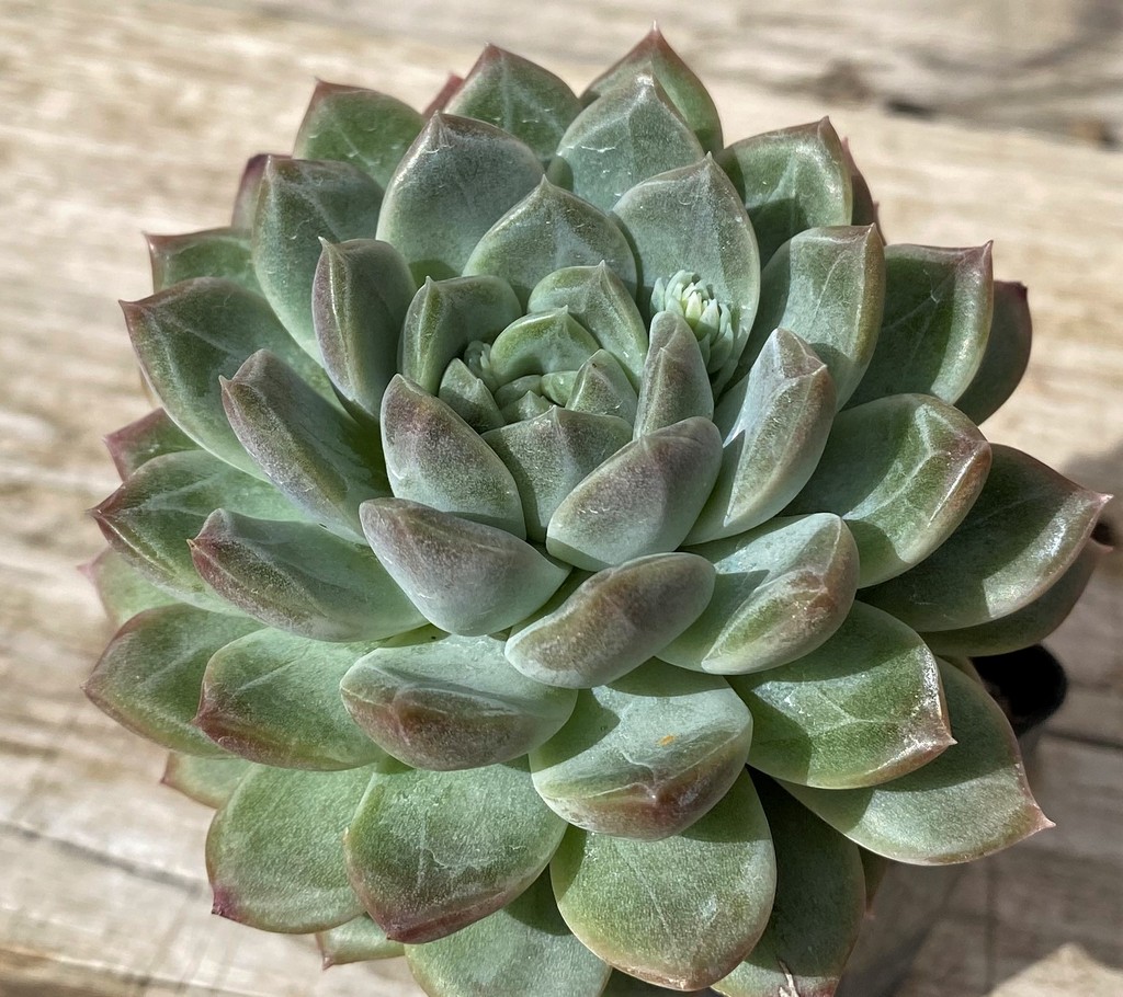 SH28634 Echeveria 'Pink Champagne' hybrid