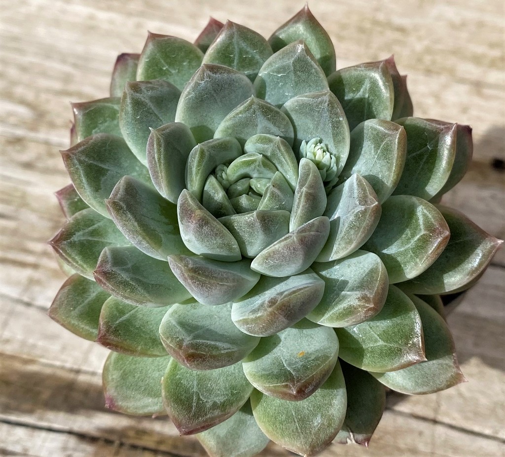 SH28634 Echeveria 'Pink Champagne' hybrid - Image 2