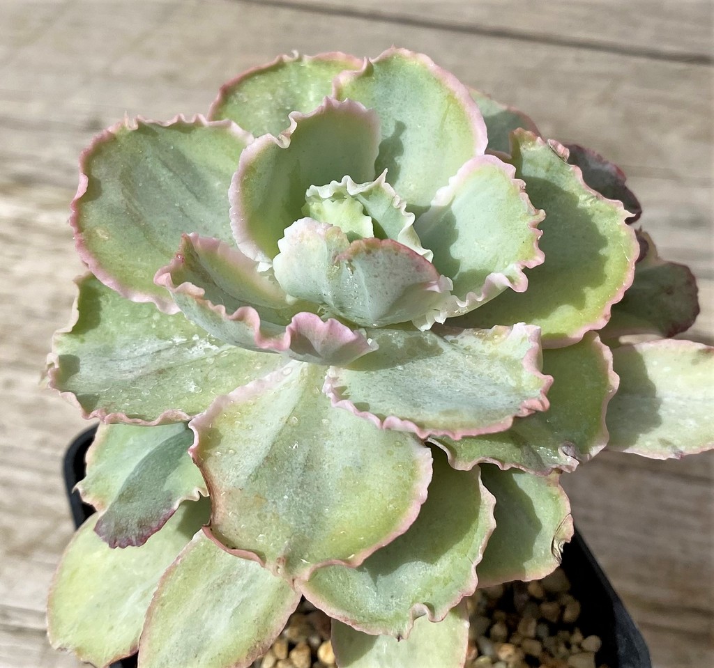 SH28635 Echeveria chantilly ‘Green mint’ - Image 2