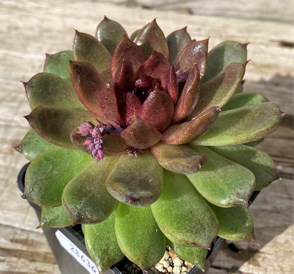 SH28636 Echeveria ‘Red Crystal’