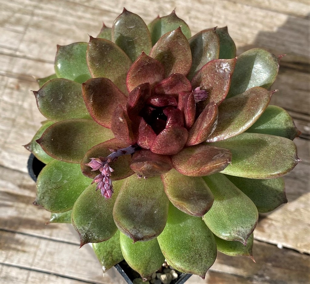 SH28636 Echeveria ‘Red Crystal’ - Image 2
