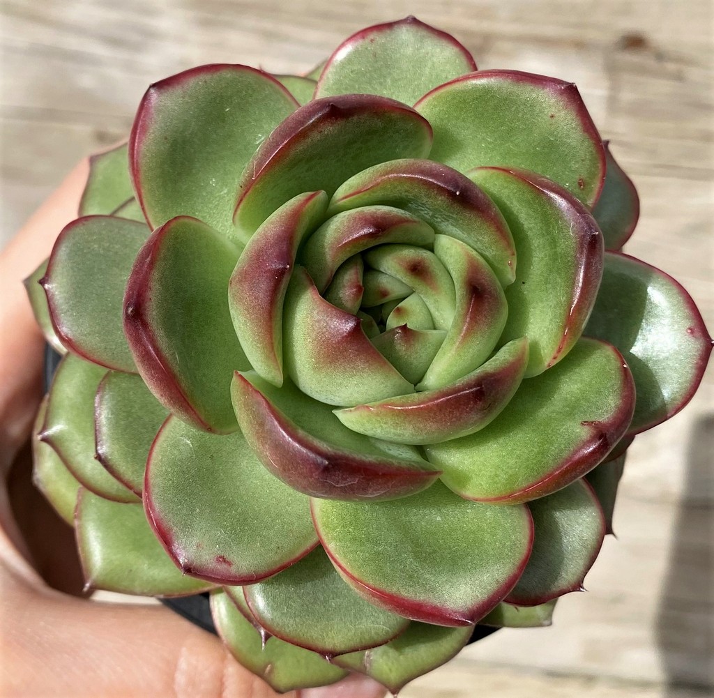 SH28637 Echeveria ‘Moonstone’ hybrid - Image 2
