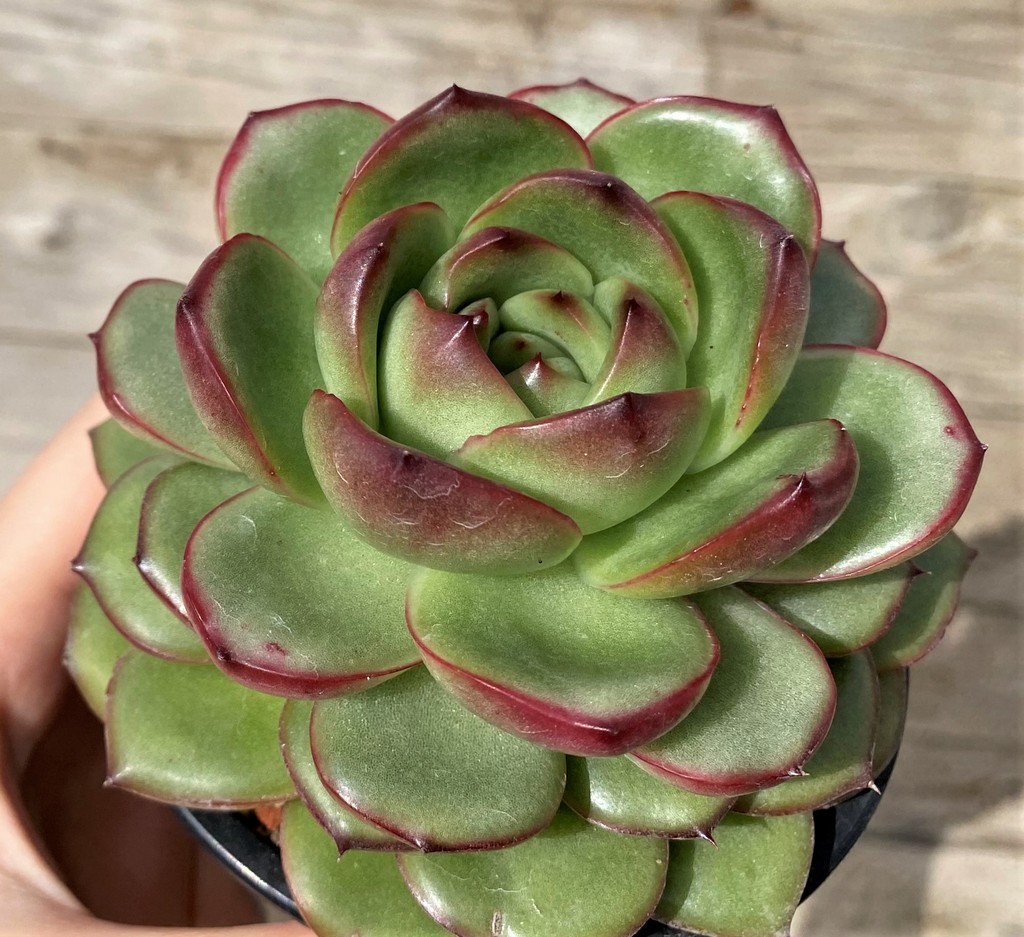 SH28637 Echeveria ‘Moonstone’ hybrid
