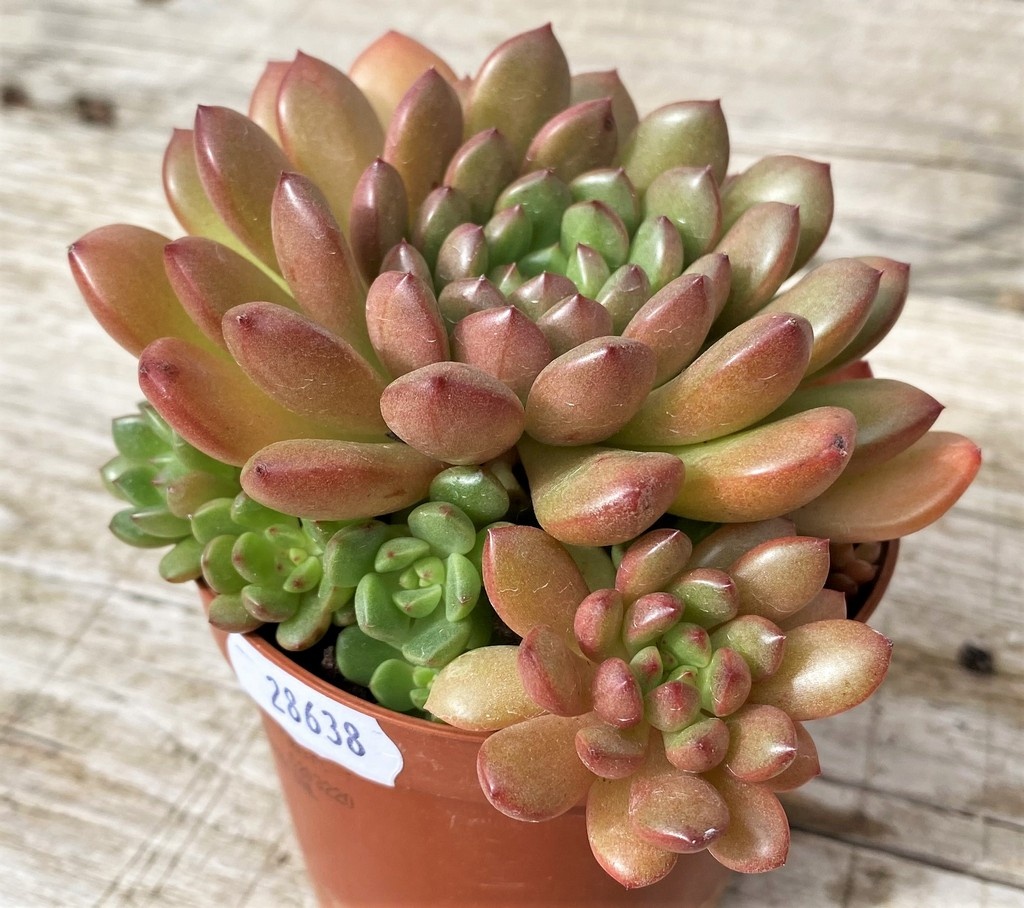SH28638 Sedeveria ‘Pink Ruby’ - Image 2