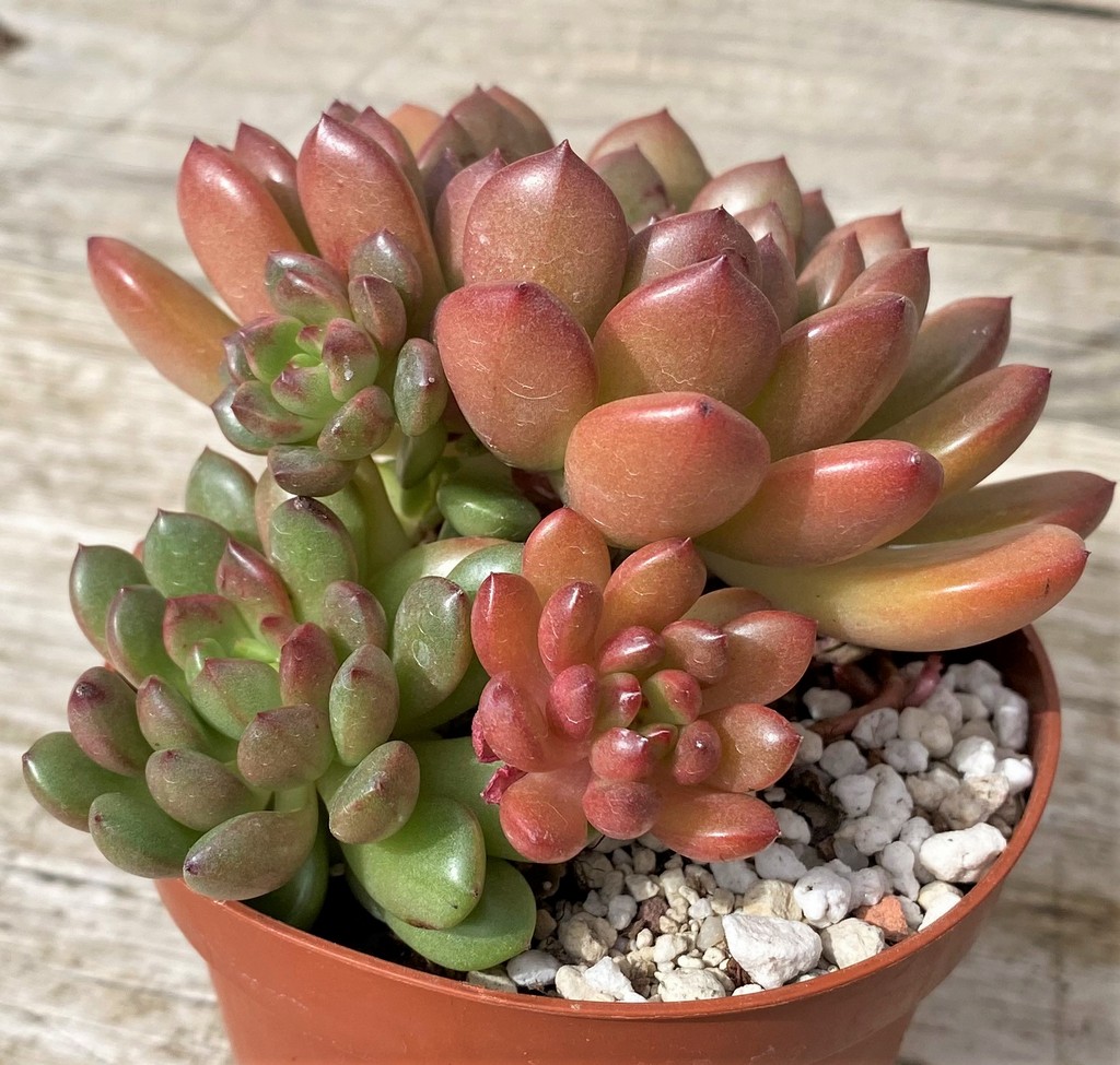 SH28639 Sedeveria ‘Pink Ruby’ - Image 2