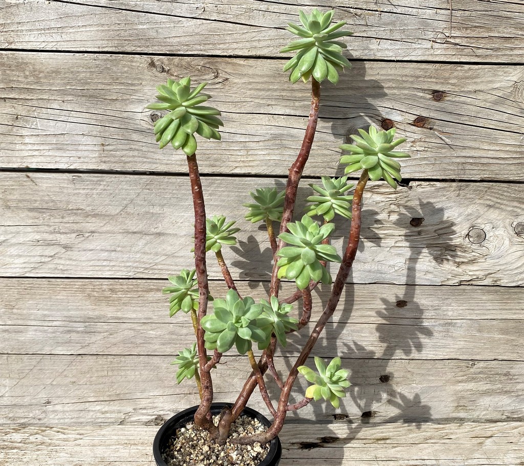 SH28642 Echeveria ‘Minibelle’ - Image 3