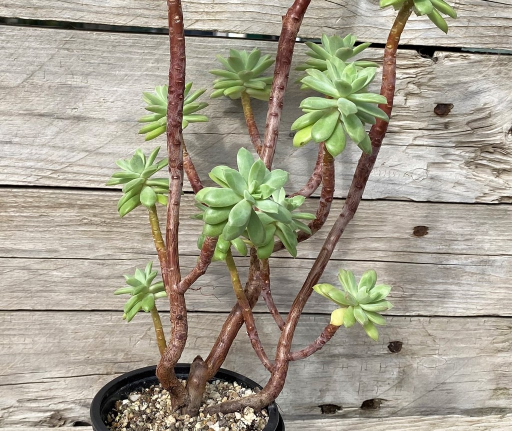 SH28642 Echeveria ‘Minibelle’