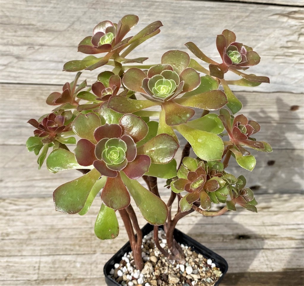 SH28643 Aeonium ‘Halloween’