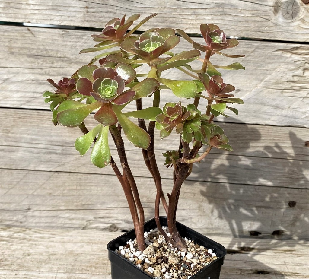 SH28643 Aeonium ‘Halloween’ - Image 2