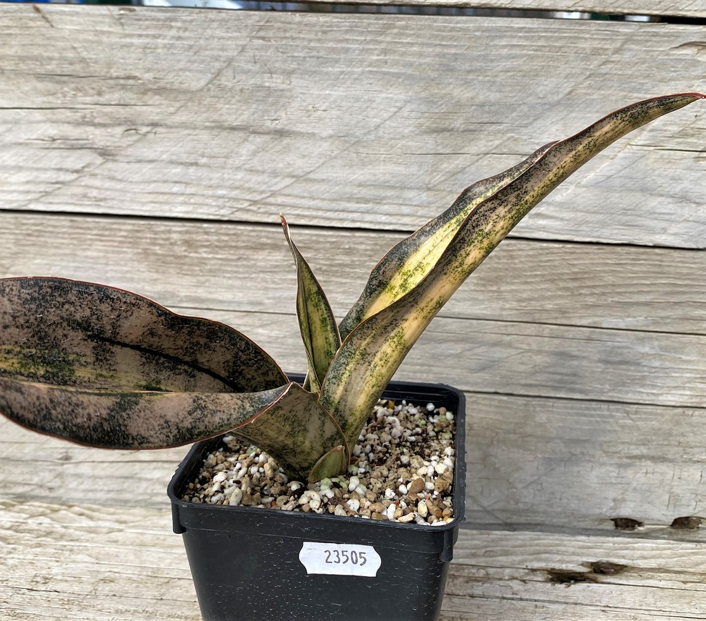 SH23505 Sansevieria 'Coppertone' - Image 2