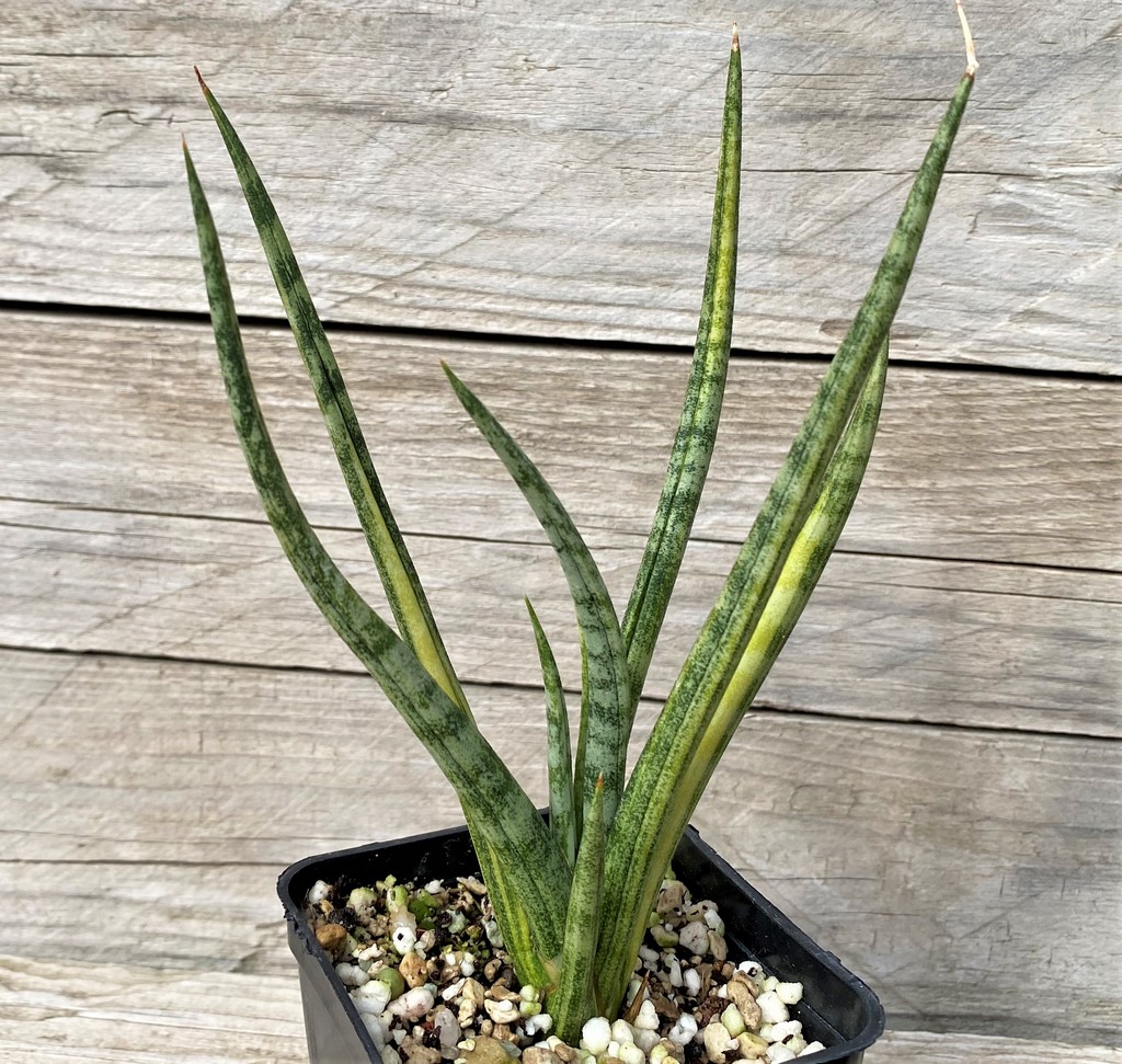 SH23508 Sansevieria ‘Bunlue Torch'
