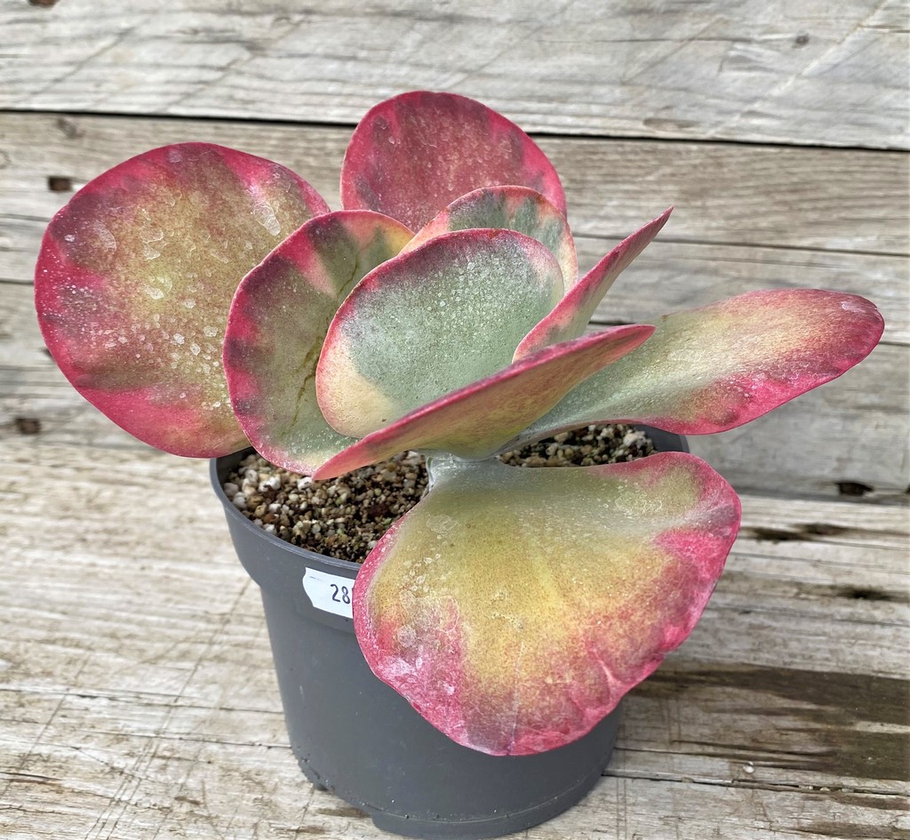 SH28590 Kalanchoe thyrsiflora f. variegata - Image 3