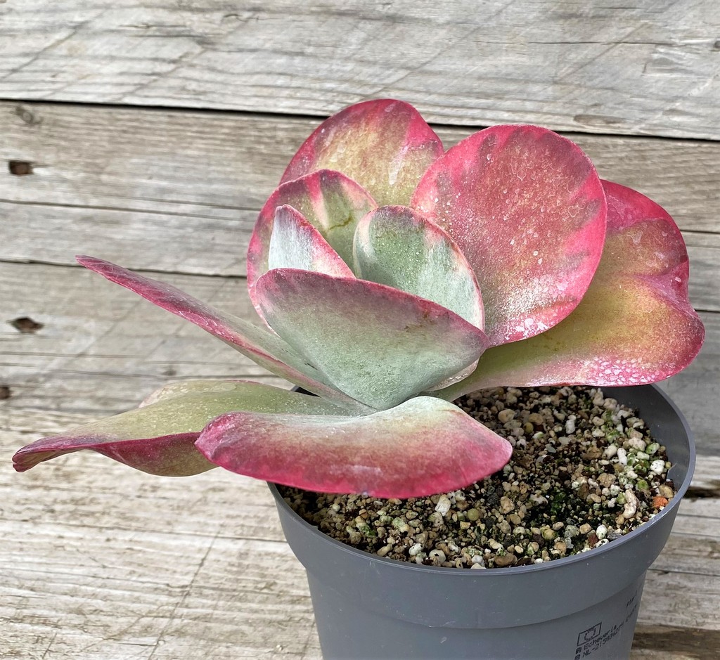 SH28590 Kalanchoe thyrsiflora f. variegata - Image 2