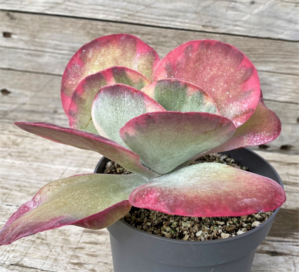 SH28590 Kalanchoe thyrsiflora f. variegata