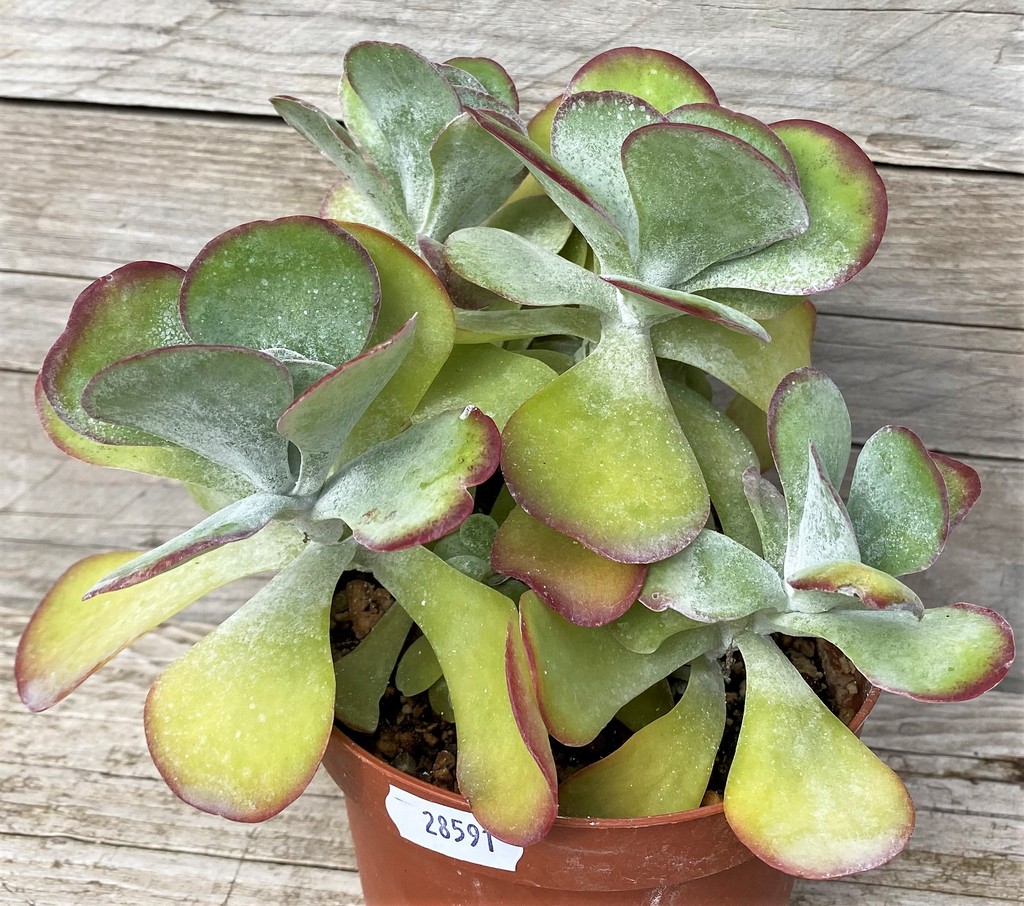 SH28591 Kalanchoe thyrsiflora