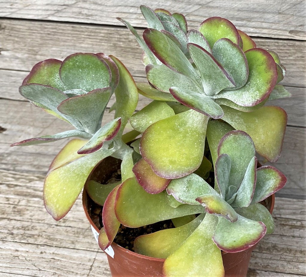 SH28591 Kalanchoe thyrsiflora - Image 2