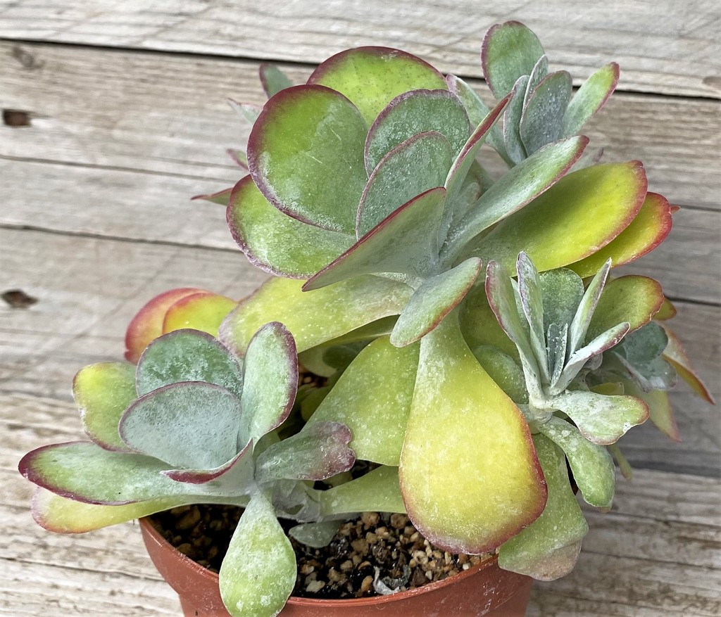 SH28591 Kalanchoe thyrsiflora - Image 3