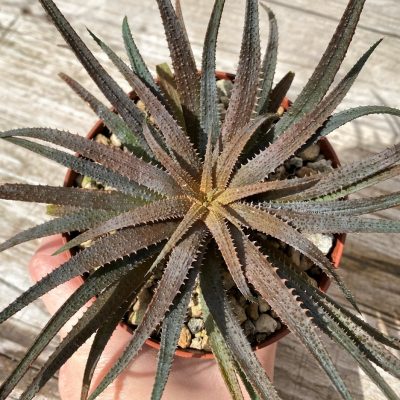 SH28584 Aloe parvula, seedling