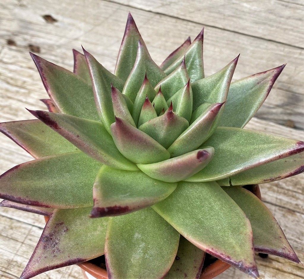 SH28607 Echeveria agavoides ‘Ebony’