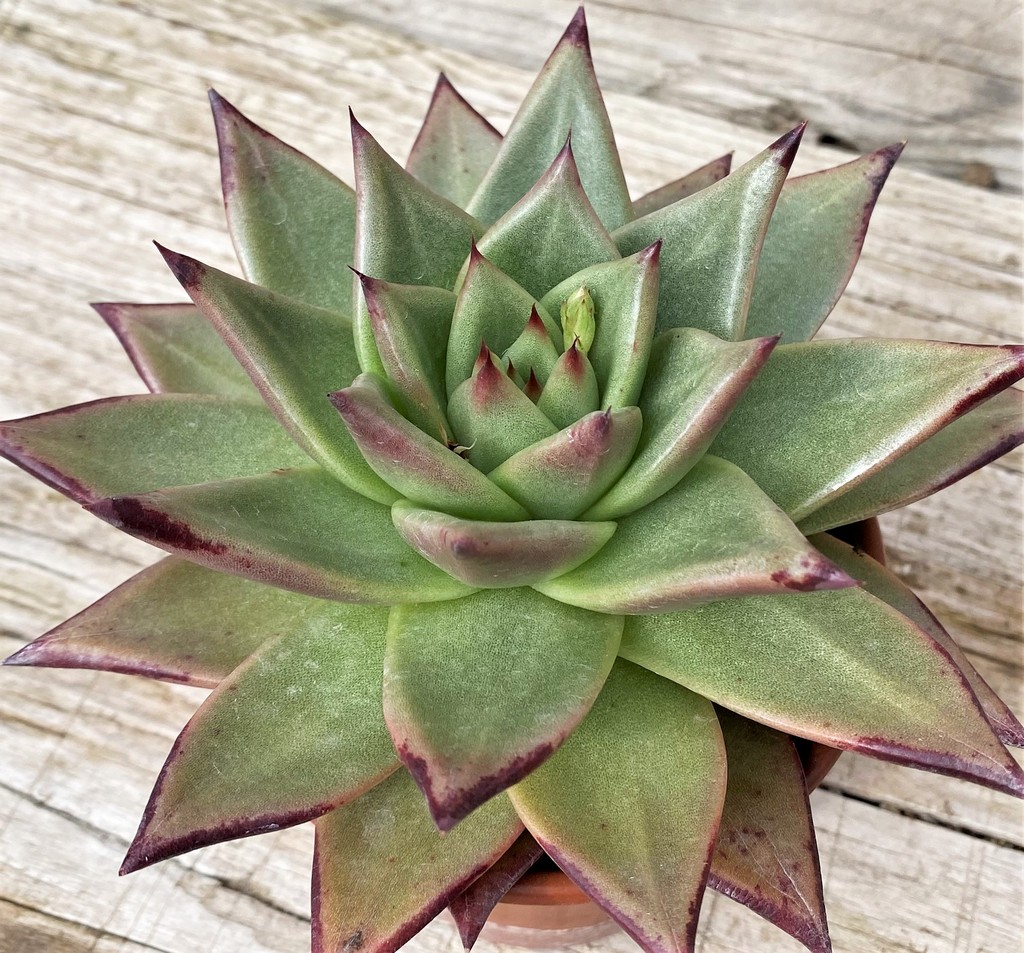 SH28607 Echeveria agavoides ‘Ebony’ - Image 2