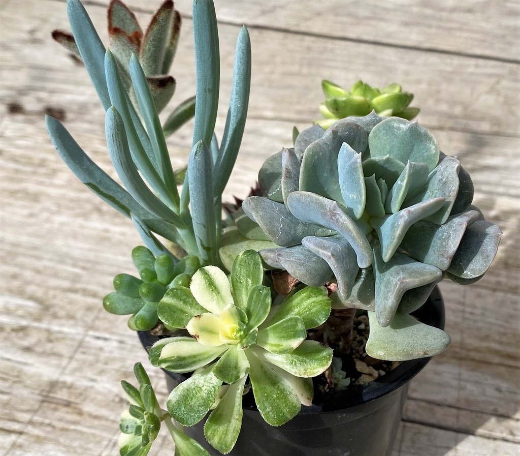 SH28585 Succulents mix