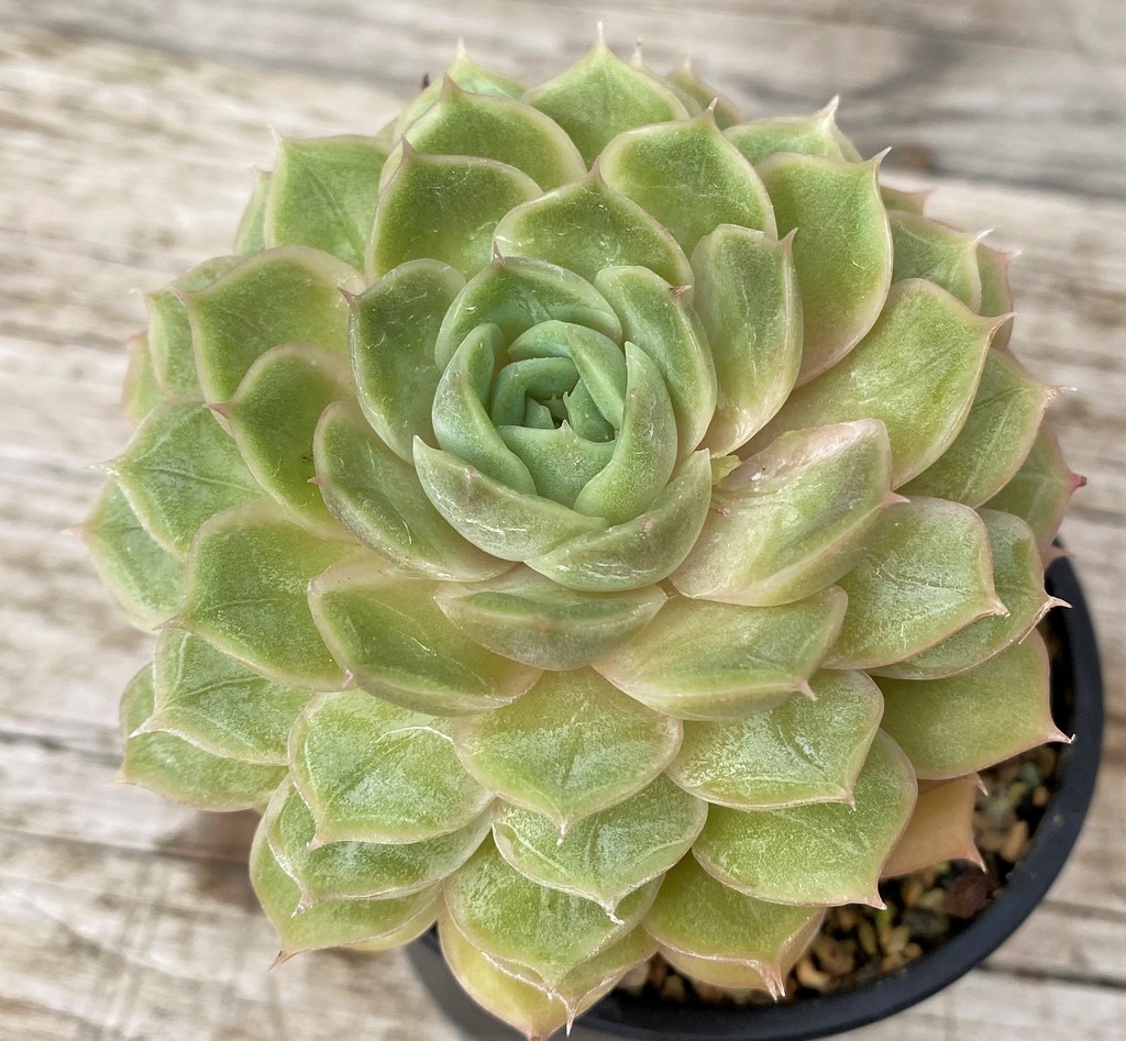 SH28612 Echeveria hybrid