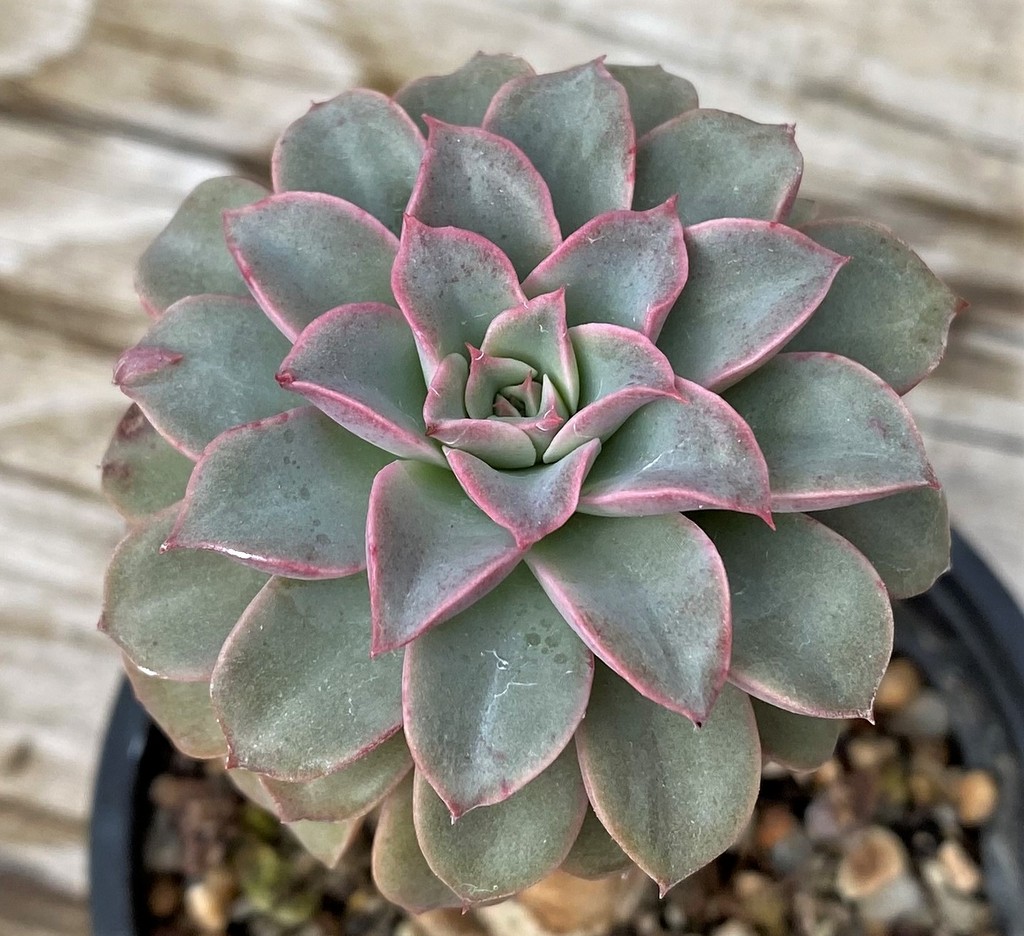 SH28613 Echeveria 'Fantastic fountain'