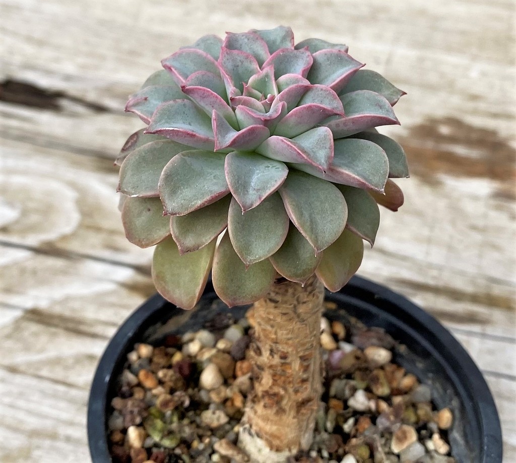 SH28613 Echeveria 'Fantastic fountain' - Image 2
