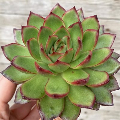 SH28614 Echeveria ‘Polaroid Anna’