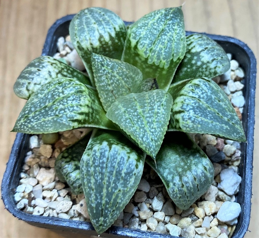 SH28679 Haworthia picta -Japan- - Image 2