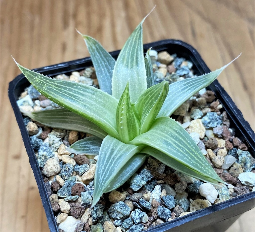 SH28680 Haworthia 'Grey Ghost' - Image 2
