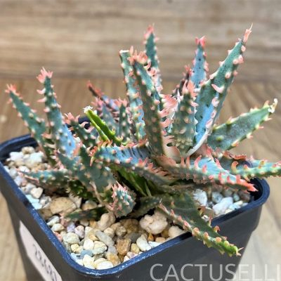 SH28681 Aloe TCT hybrid