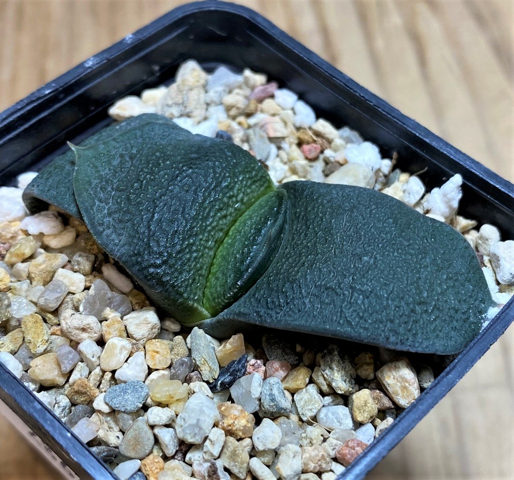 SH28649 Gasteria armstrongii hybrid - Image 2