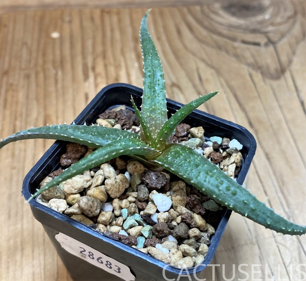 SH28683 Aloe pseudoparvula - Image 2