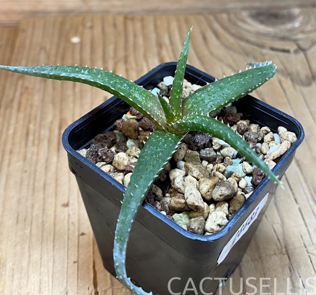SH28683 Aloe pseudoparvula