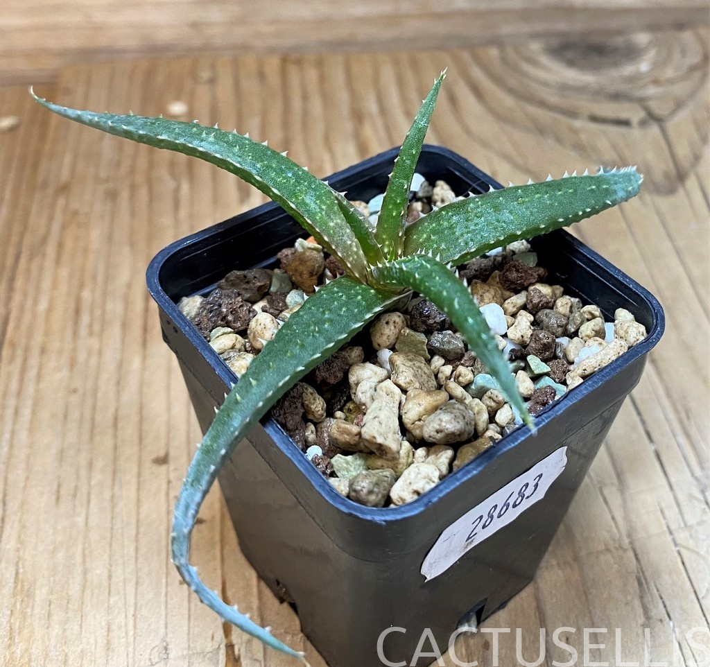 SH28683 Aloe pseudoparvula - Image 3