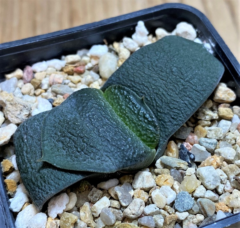 SH28649 Gasteria armstrongii hybrid