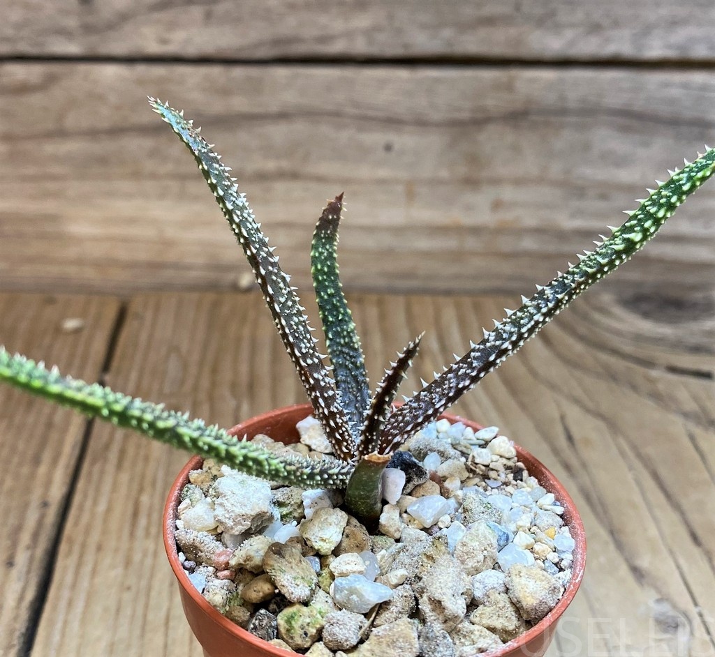 SH28686 Aloe delicatifolia - Image 2