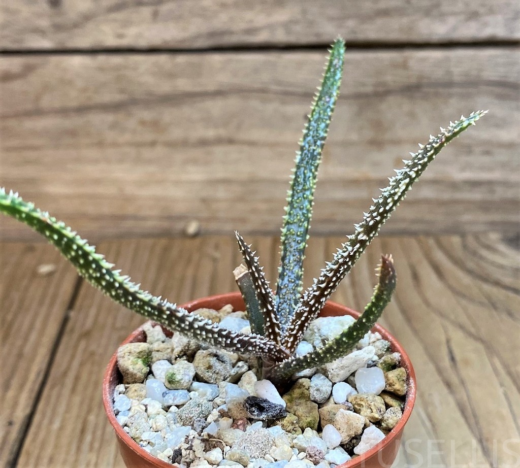 SH28686 Aloe delicatifolia
