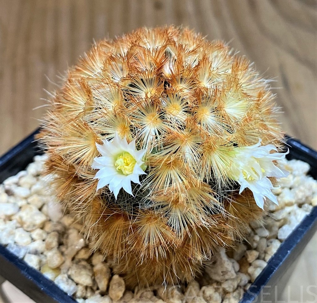 SH28690 Mammillaria carmenae hybrid