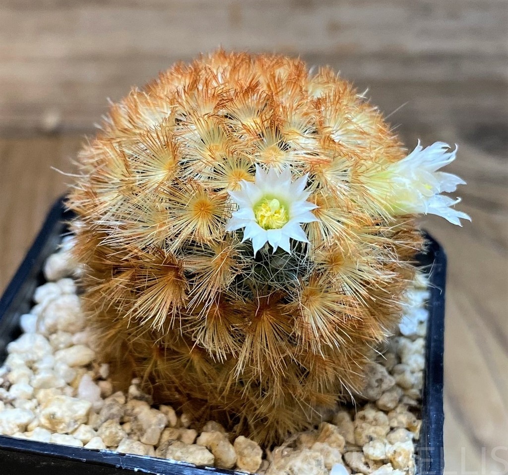 SH28690 Mammillaria carmenae hybrid - Image 2
