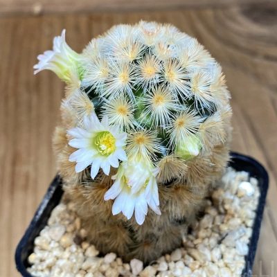 SH28692 Mammillaria carmenae hybrid
