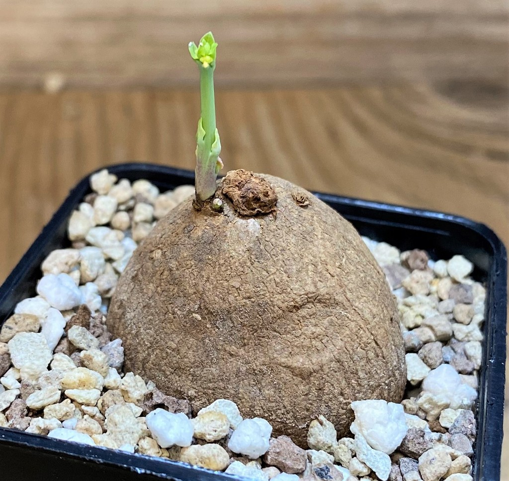SH28696 Stephania erecta